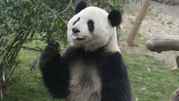 bn-db248_panda1_g_20140603003842.jpg